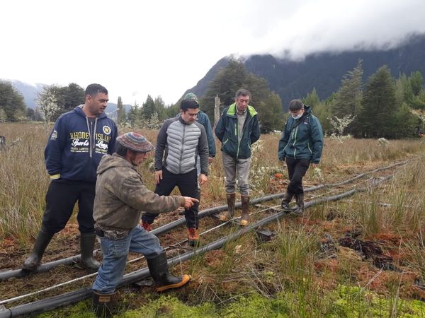 Delegado Presidencial concurre a la faena de cosecha del musgo “Pompón” en la comuna de aysén.